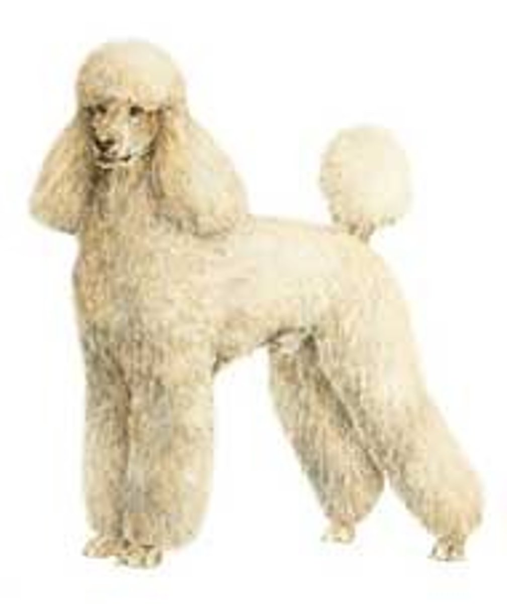 <p>Non-Sporting Group</p>