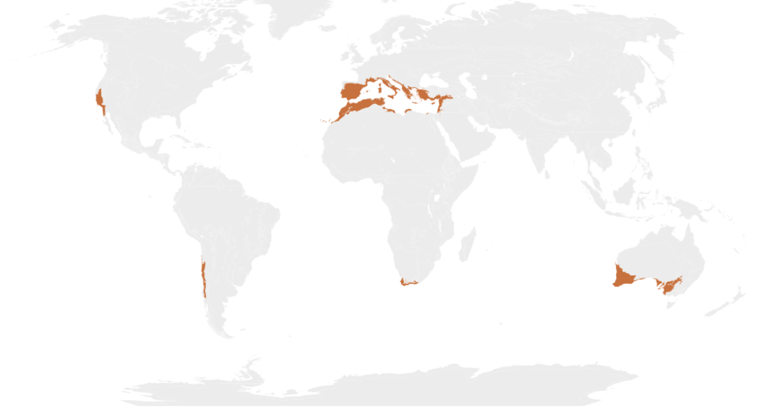 <ul><li><p><span><strong>Major Locations: </strong>Southern California, Mediterranean, Chile, Australia</span></p></li><li><p><span><strong>Rainfall: </strong>Low, but more than desert. Only biome with almost no rain in summer.</span></p></li><li><p><span><strong>Climate: </strong>Hot summers, mild winters</span></p></li><li><p><span><strong>Features: </strong>Has evergreen shrubs. Adapted to and dependent on fire.&nbsp;</span></p></li></ul><p></p>