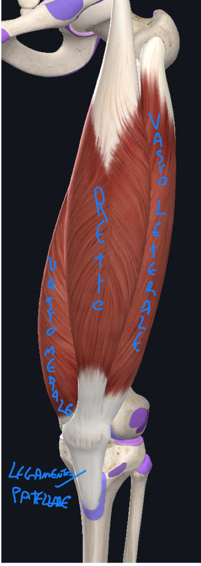 <p>Componenti:</p><ul><li><p>Retto femorale</p></li><li><p>Vasto laterale, intermedio e mediale</p></li></ul><p>Origini:</p><ul><li><p>Retto femorale, 2 capi:</p><ul><li><p>Capo retto dalla spina iliaca anteriore inferiore</p></li><li><p>Capo riflesso dal solco dell’acetabolo</p></li></ul></li><li><p>Vasto laterale → superficie laterale grande trocantere e labbro laterale linea aspra</p></li><li><p>Vasto intermedio → superficie anterolaterale corpo del femore</p></li><li><p>Vasto mediale → labbro mediale linea aspra, linea spirale (posteriormente) e linea intertrocanterica (anteriormente)</p></li></ul><p>Inserzione:</p><ul><li><p>Patella, poi continua come legamento patellare fino la tuberosità tibiale</p></li></ul><p>Funzione:</p><ul><li><p>Estensione del ginocchio</p></li><li><p>Il retto femorale contribuisce anche alla flessione dell’anca</p></li></ul><p></p><p></p>