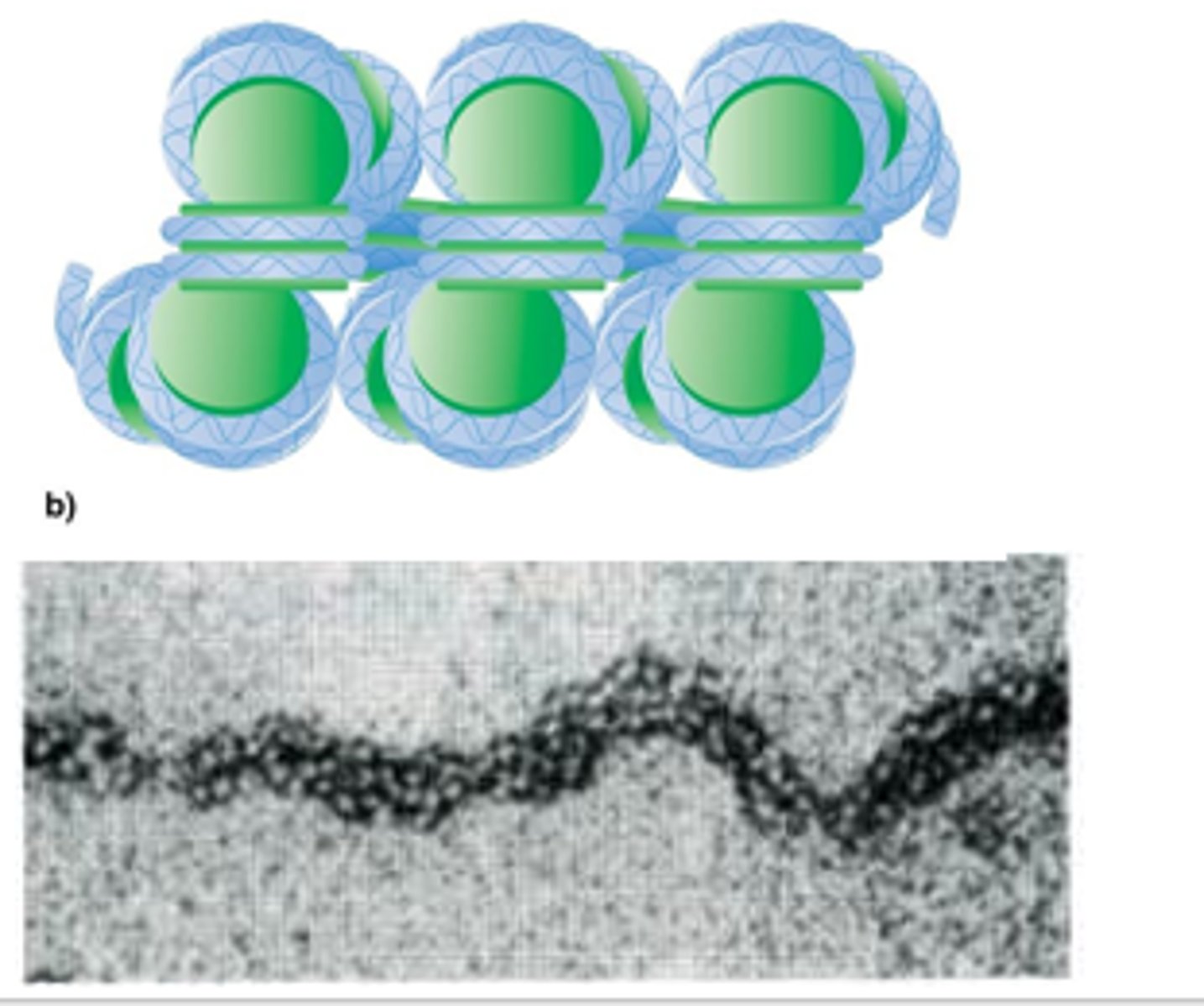 <p>30 nm fiber</p><p>Adjacent histone H1 proteins </p>