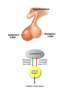 <ul><li><p><strong>Anterior pituitary: </strong>produces <strong>releasing hormones</strong> that stimulate the secretion of separate hormones </p></li><li><p>Also produces <strong>inhibiting hormones</strong></p></li><li><p><strong>Posterior pituitary</strong>: Produces <strong>oxytocin </strong>and <strong>ADH</strong> (Antidiuretic Hormone) that is transported via neurons and is stored in the posterior pituitary</p></li></ul><p></p>