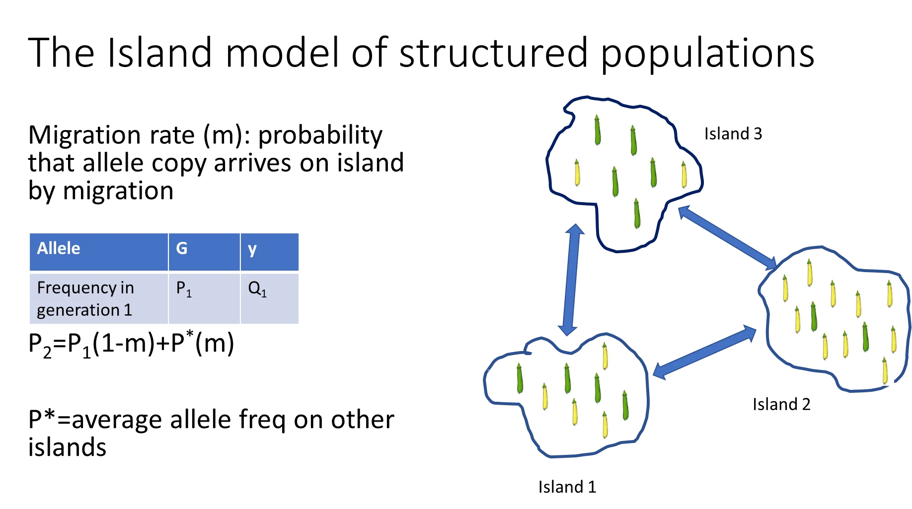 <p>the allele frequency in the next generation (on one island) is dependent on the <strong>migration rate (m)</strong>- the probability that the allele arrives on the island by migration</p><p><strong>the frequency in the next generation (P<sub>2</sub>) = P<sub>1</sub>(1-m) + P* (m)</strong></p><p>where P* = the average allele frequency on other islands</p><p>(the 1-m is because if there is migration of the allele onto the island, there is also migration of the allele off the island)</p>