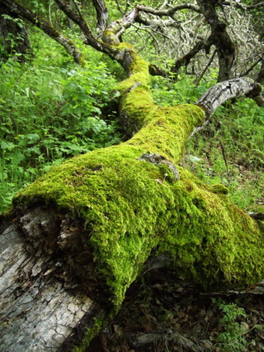 <p>- Lack xylem and phloem tissues </p><p>- Lack true roots. Have rhizoids instead.</p><p>- require external H2O for reproduction</p><p>- produces unicellular SPORES during fertilization </p><p>- have an alternation of generations life-cycle where the haploid (1n) gametophyte is the dominant stage as opposed to the diploid (2n) sporophyte.</p>