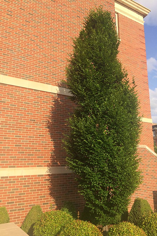 <p>Hornbeam</p>