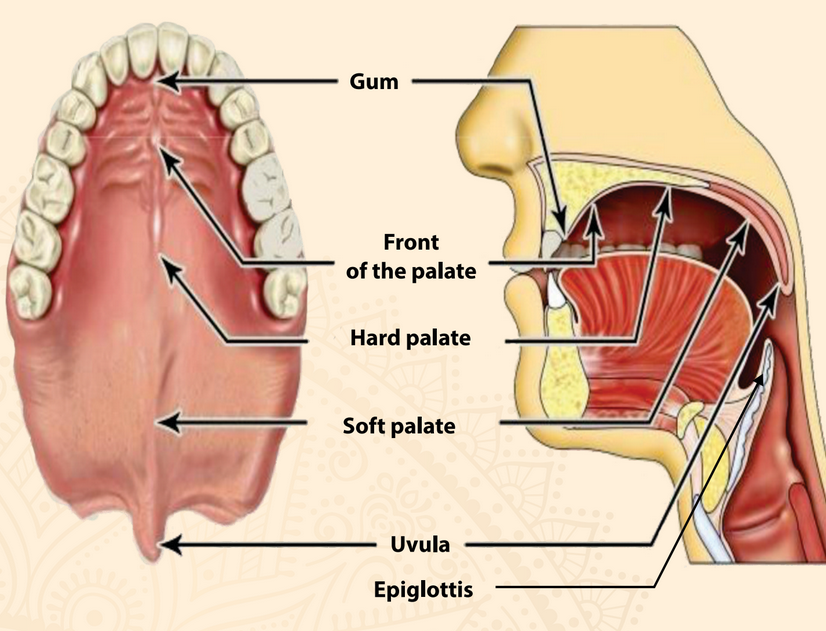 <p>Upper palate</p>