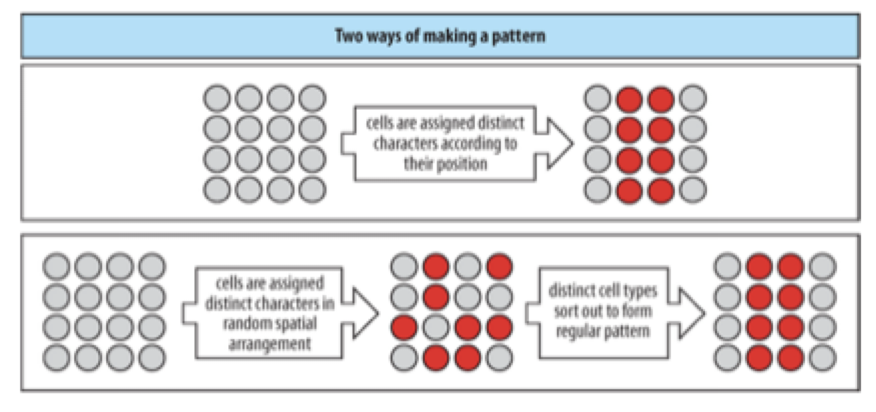 <p>The cells in the diagram are turning red at random</p><p><strong>How do they find each other?</strong></p>