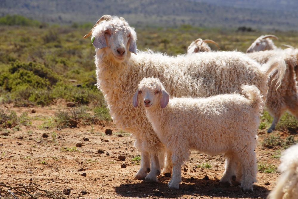 fiber breed from turkey, gift from sultan, fine mohair coats that are used for fiber 