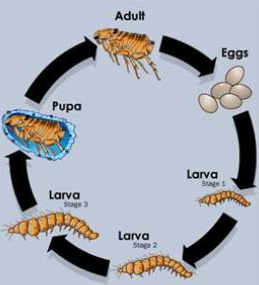 <p><span style="background-color: transparent;"><span>Holometabolous (complete) life cycle</span></span></p><ul><li><p><span style="background-color: transparent;"><span>Egg, larva (3 instars) pupa, adult</span></span></p></li><li><p><span style="background-color: transparent;"><span>Pupa spins a cocoon using bits of debris from surroundings.</span></span></p></li></ul><p></p>