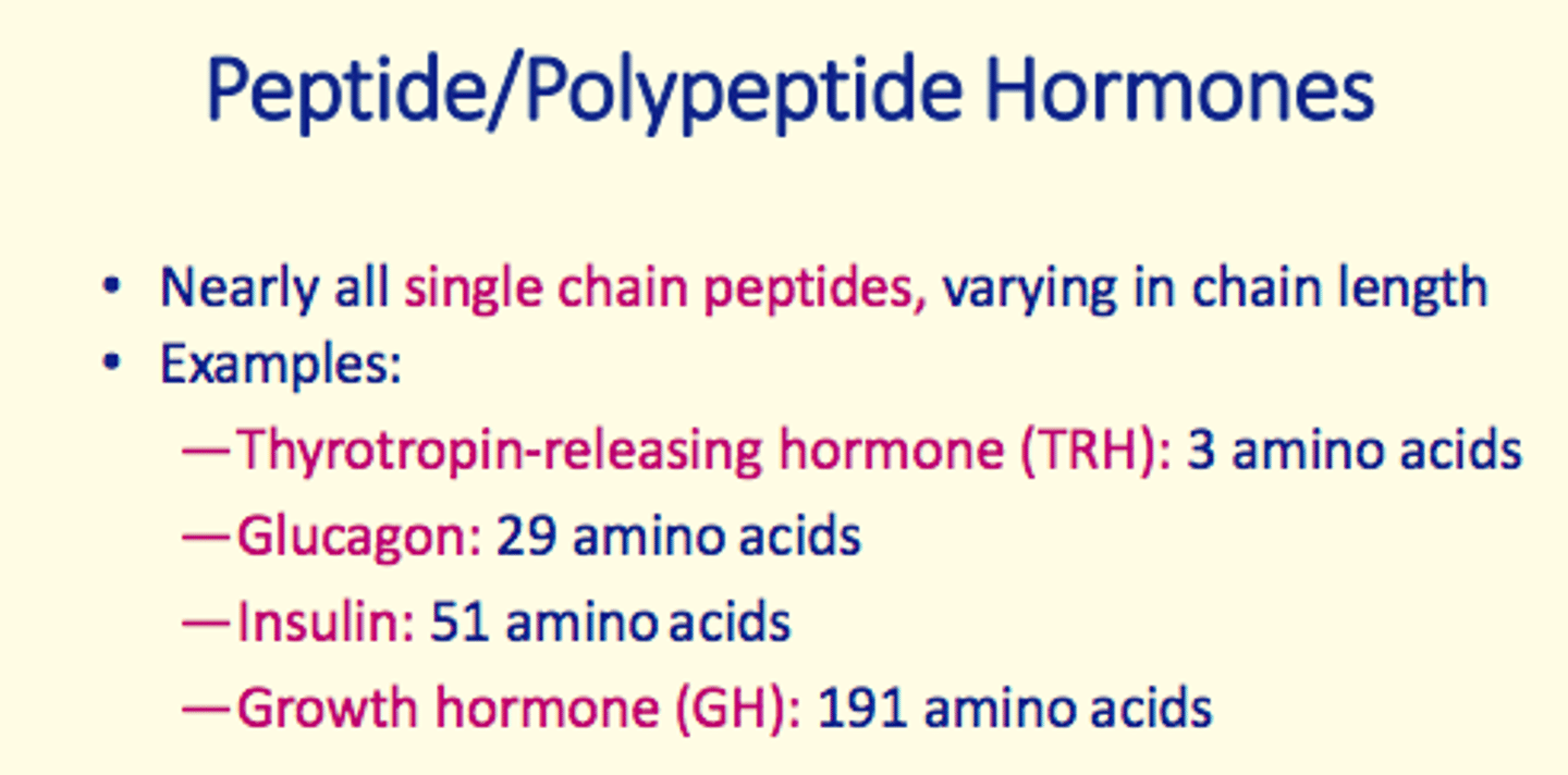 <p>- Peptide/polypeptide hormone</p><p>- 191 amino acids long </p>