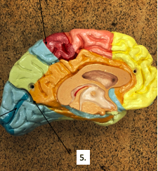 <p>What is the <strong><em>Sulci and Fissures</em></strong> of #5?</p>