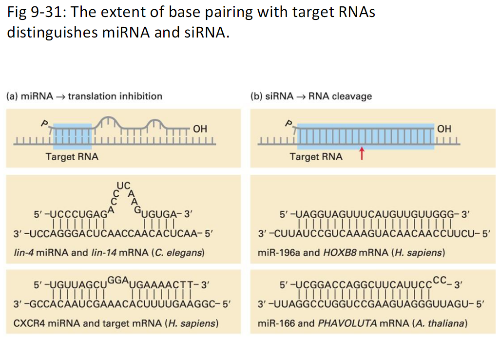 <p><strong>Difference in Base Pairing and Effect</strong><br> miRNA – binds imperfectly to target RNA, usually at the 3′-UTR → blocks the ribosome from translating the mRNA, so protein is not made (reversible repression)<br> siRNA – binds perfectly to target RNA anywhere in the transcript → recruits RNA cleavage machinery, causing the mRNA to be cut and degraded (permanent silencing)</p><p><strong>Figure Reference</strong><br> Fig. 9-31</p>