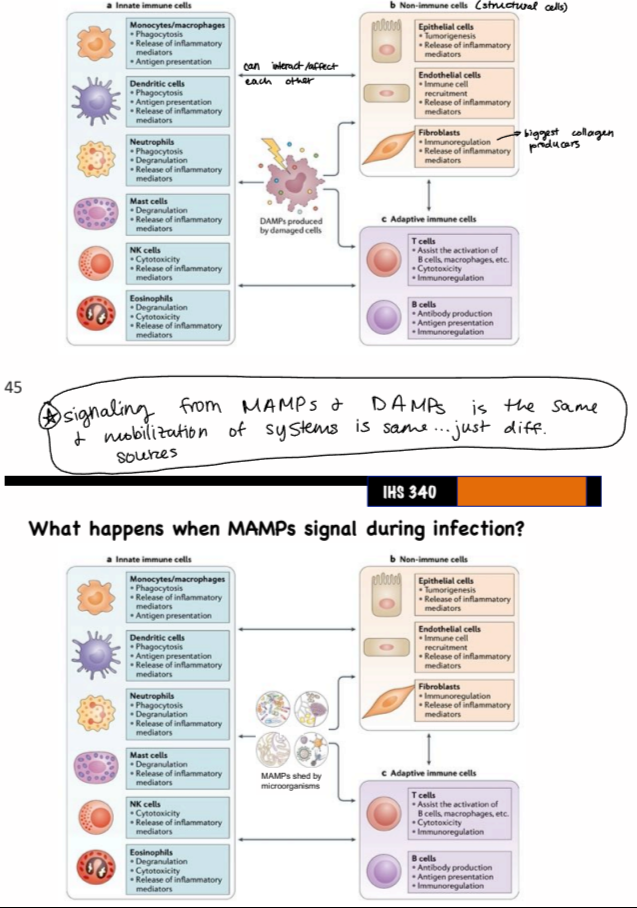 <p>same mobilization of cells and systems (innate and adaptive immune cells, non-immune cells), just different sources (cell damage vs. microorganisms)</p>