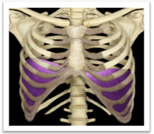 <p>Diaphragm – Action</p>