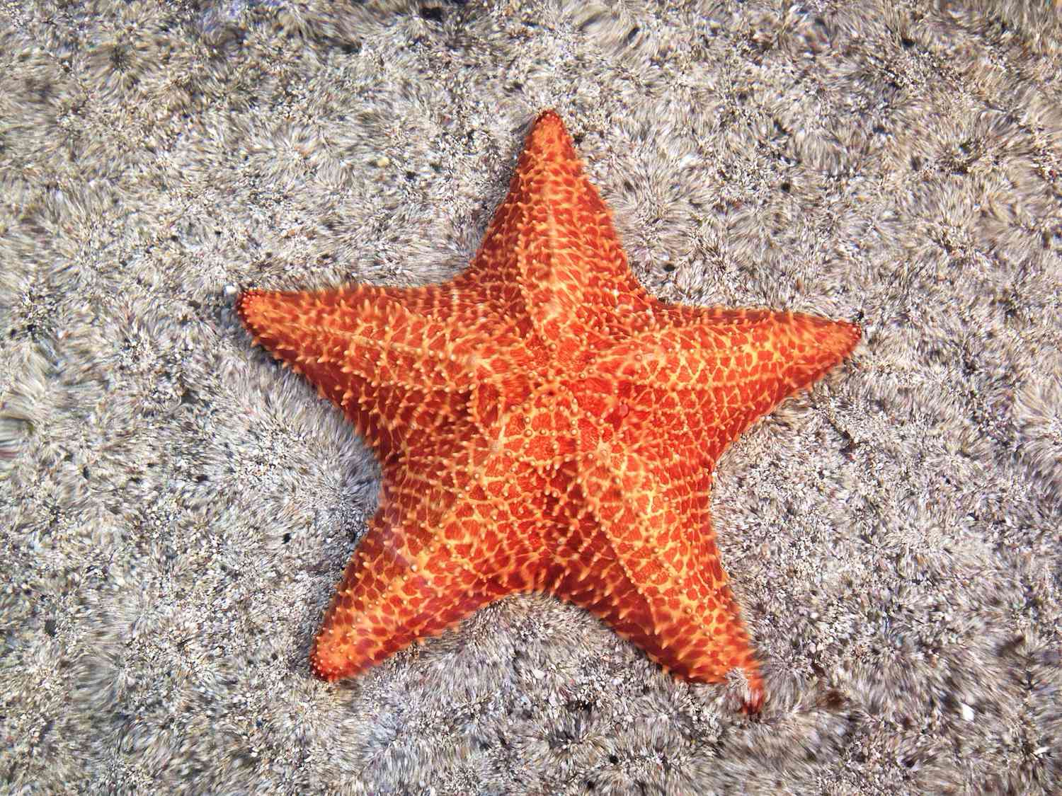 <ul><li><p>radial symmetry (technically pentaradial bc 5)</p></li><li><p>spiny skin</p></li></ul><p></p><p>ex: sea urchins, sea cucumber, starfish</p>