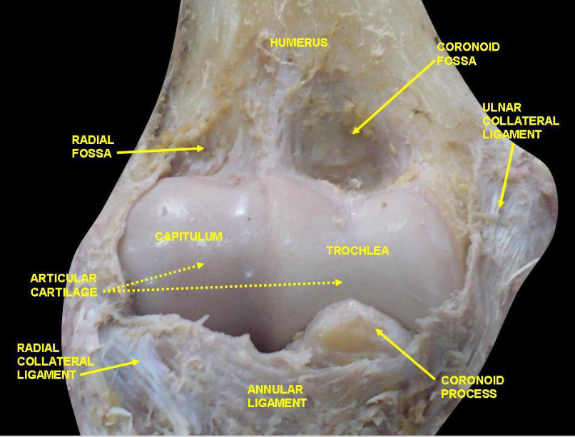 <ul><li><p>meest voorkomende vorm van kraakbeen</p></li><li><p>in verse toestand: blauwachtig wit &amp; doorschijnend</p></li><li><p>in het embryo:</p><ul><li><p>hyalien kraakbeen vormt een tijdelijke skelet totdat het door bot wordt vervangen (osteogenese)</p></li></ul></li><li><p>bij volwassenen:</p><ul><li><p>vooral in wand van ademhalingswegen (neus, larynx, trachea, bronchi)</p></li><li><p>aan ventrale uiteinden van de ribben</p></li><li><p>als gewrichtskraakbeen op gewrichtsoppervlakten</p></li></ul></li></ul><p></p>