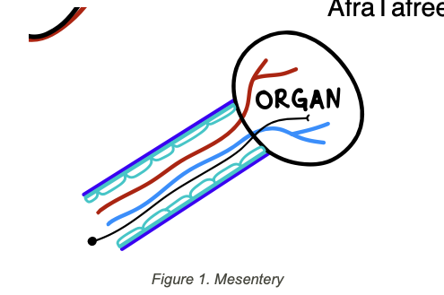 <p><span>is a double-layered serous membrane made up of simple squamous epithelial tissue</span></p><p><span>Underneath the serous layer is <strong>areolar connective tissue (basal layer)</strong></span></p><p><span>Mesentery is where blood vessels, lymphatic vessels, and nerves can pass through</span></p>