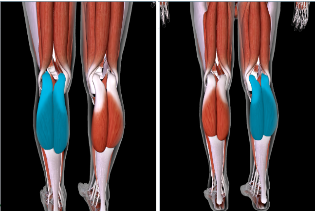 <p>Function: <strong>PLANTAR FLEX FOOT AT ANKLE </strong></p><p>Origin: <strong>LATERAL/MEDIAL CONDYLES OF FEMUR </strong></p><p>Insertion: <strong>CALCANEUS</strong> </p>