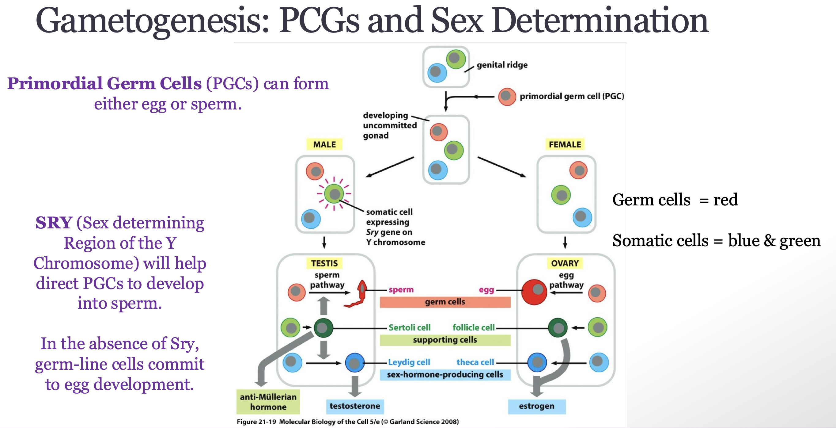 <p>PCG can form wither egg or sperm</p><ul><li><p>migrate to genital ridge, once they go to developing gonad they undergo mitotic division and eventually choose a path</p></li><li><p>default path is to become ovary and develop female gametes</p></li><li><p>some cells in genetical ridge express genes so males can develop male via the Y chromosome </p><ul><li><p>somatic cells express Sry gene on Y chromosome to develop Sertoli cells </p></li></ul></li></ul><p></p>