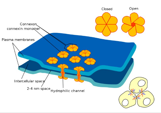 <p>there is a direct connection between the two cells so that ions can pass directly from one cell to the next</p><ul><li><p>connection between two neurons, or any two electrically active cells, where ions flow directly through channels spanning their adjacent cell membranes</p></li></ul><ul><li><p>if one cell is depolarized in an electrical synapse, the joined cell also depolarizes because the ions pass between the cells</p></li><li><p>cell membranes of the two neurons are connected by gap junctions that allow ions from the presynaptic neuron to flow into the postsynaptic neuron so that the propagation of the action potential is continued in the next neuron</p></li><li><p>this type of synapse can be found in both the CNS and PNS but are relatively rare</p></li></ul><p></p>