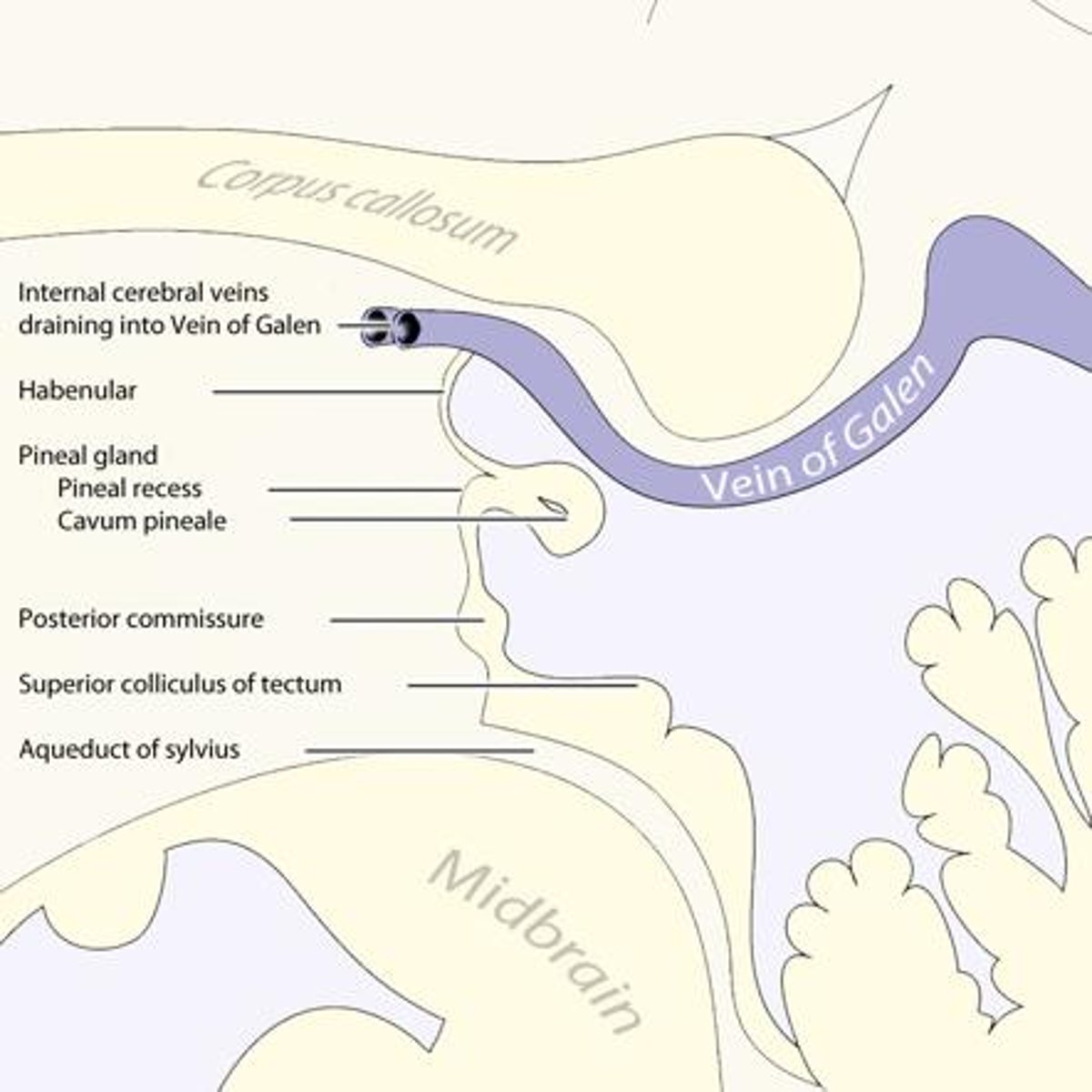 <p>largely unknown -- but... pupillary fibers cross here maybe light pupillary response</p>