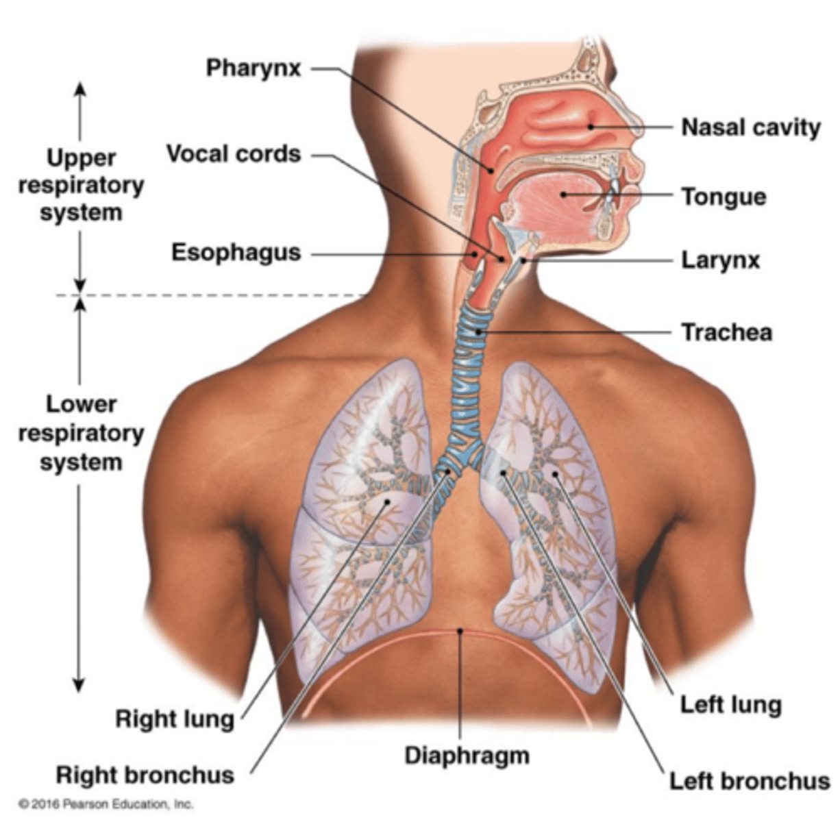 <p>The larynx.</p>