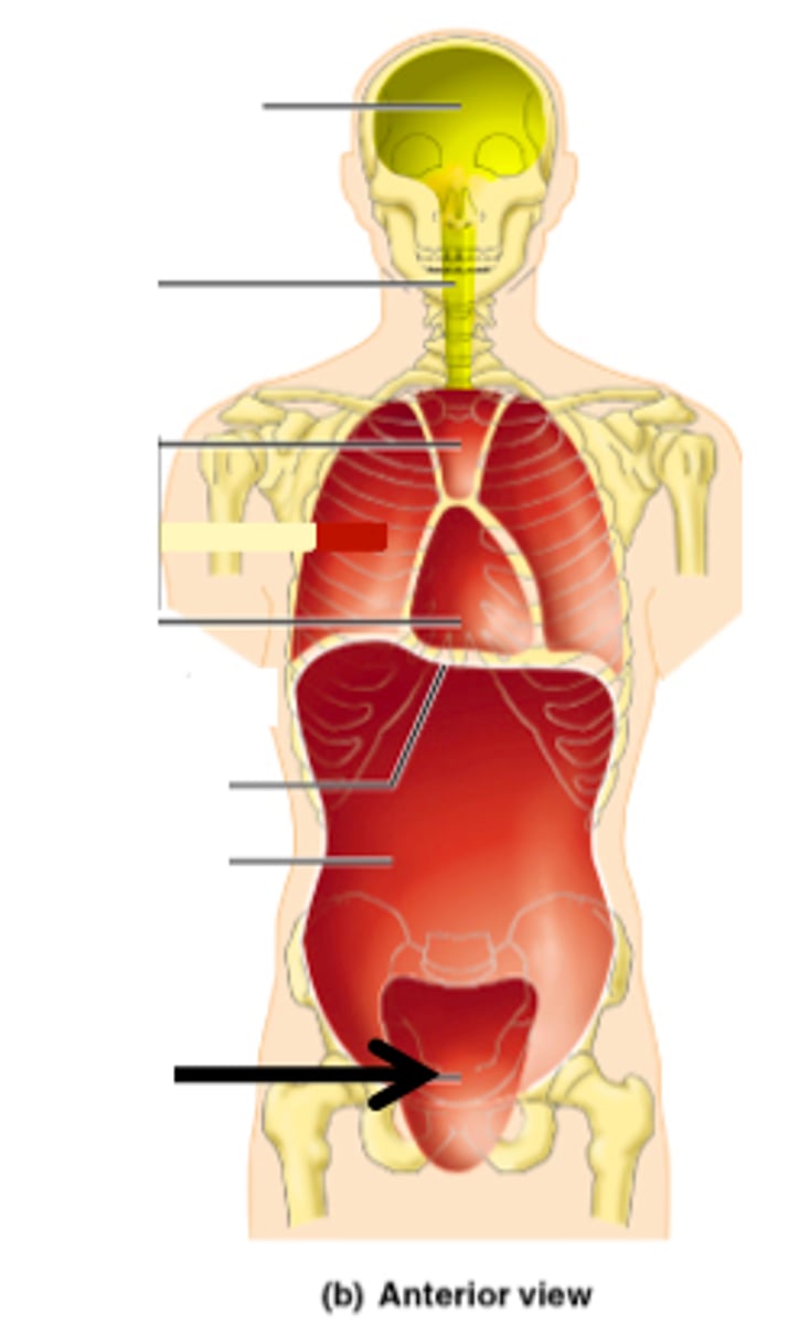 <p>contains urinary bladder, reproductive organs, and rectum</p>