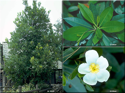 Family: Theaceae 
Common: loblolly-bay 
Range: Native. SC, FL, W to MS. 
Habitat: Found in poorly drained hydric soils. Wetter areas. More acidic. 
Height: 80+
Bark: Thick w/ furrows. Flattened ridges.
Persistence: Evergreen 
Leaves: Simple & alternate, green glabrous upper, light grey lower, elliptical- lanceolate shape, serrated margins*, acute apex, cuneate base, pinnate venation
Flowers/Fruits: White flowers 5-petals. Cup-shaped. Creamy white. Point capsule 4-8 seeds.
Other: NO STIPULAR SCARS.