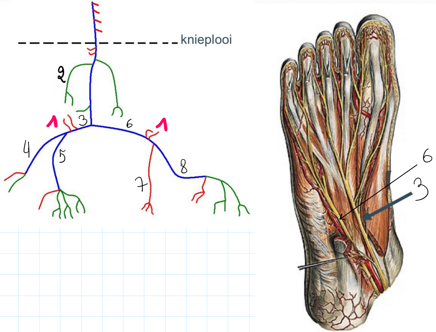 <p>Benoem de zijtakken van tibialis</p>