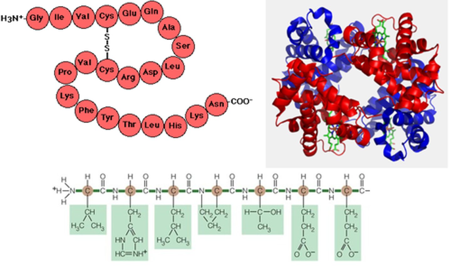 <p>general name for a protein polymer</p>