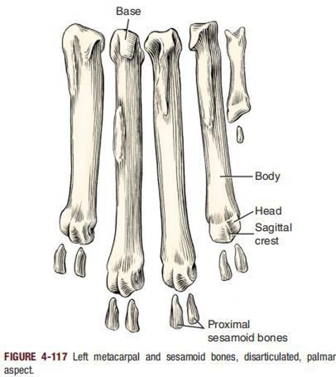 <p>On the palmar surface of each metacarpophalangeal joint of the main digits are two elongated, slightly curved sesamoid bones located in the tendons of insertion of the interosseus muscles.</p>