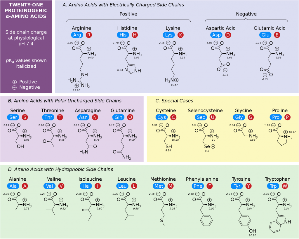 <p>monomer of proteins (20 different versions; characterized by r group)</p>