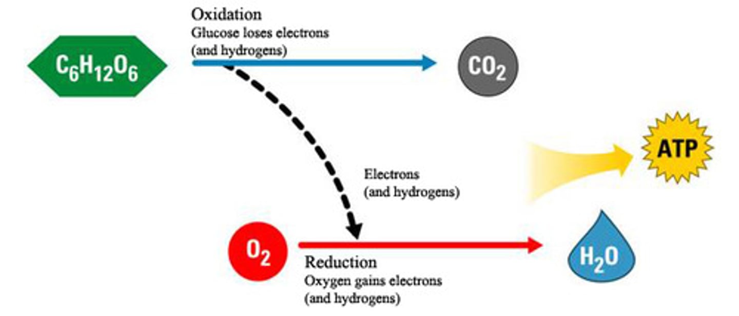 <p>To accept electrons at the end of the electron transport chain.</p>
