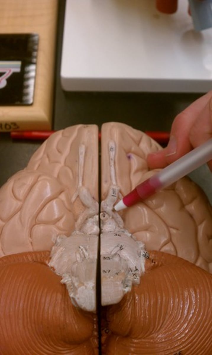 <p>Relaying visual information from the optic chiasm to the brain's primary visual centers.</p>