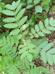 Sorbus aucuparia