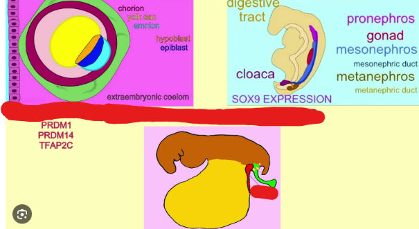 <p>Germline stem cells that give rise to gametes in vertebrates. These can either undergo mitosis to replicate or meiosis to turn into gametes.</p>