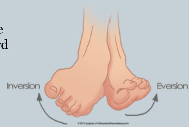 <p>when the sole of the foot is turned inward toward the medial line of the body</p>