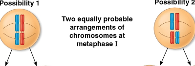 <p>Independent assortment</p>