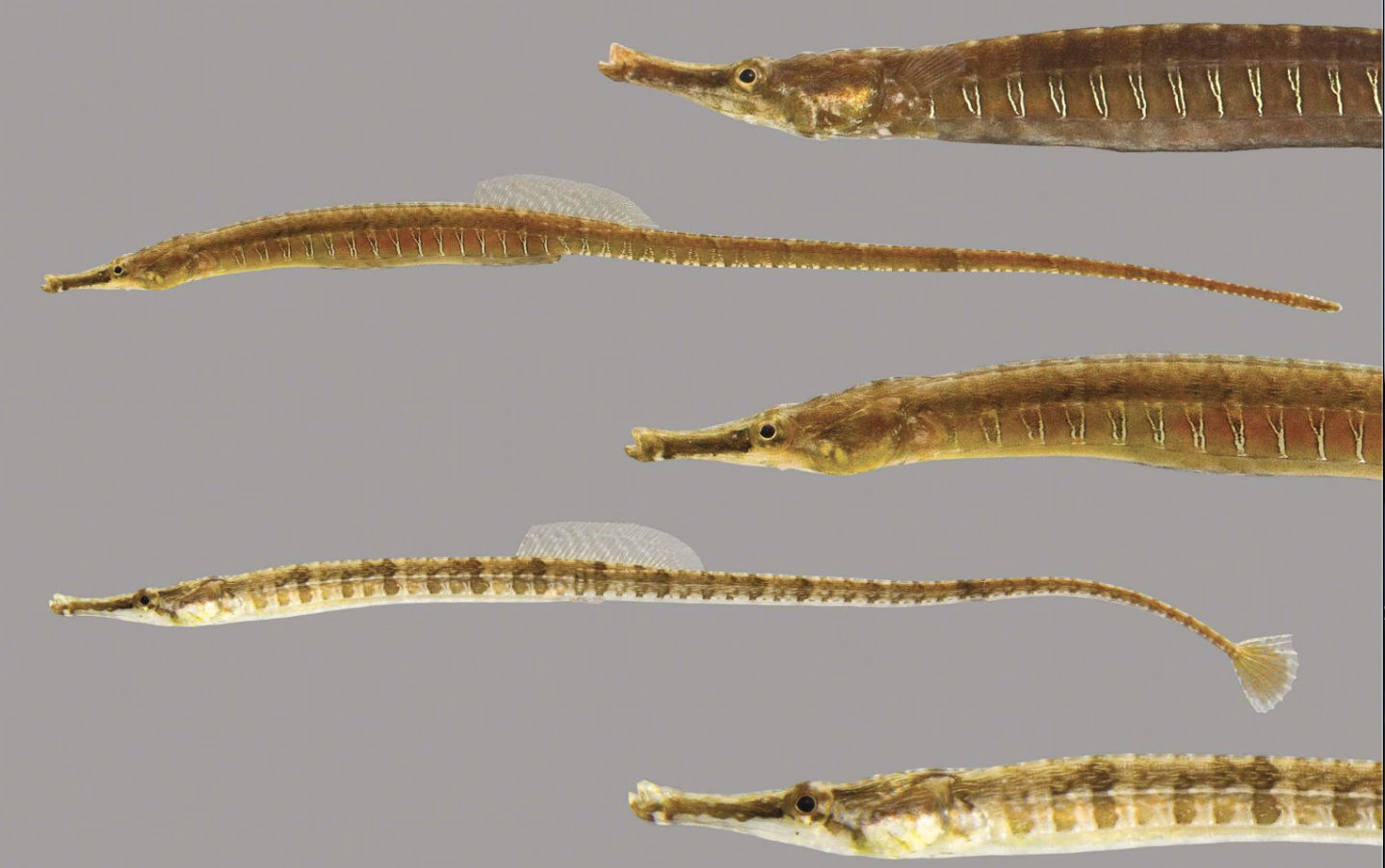 <p>seahorses and pipefish</p><p></p><p></p><p>Key traits:</p><ul><li><p>322 spp, 9 in Hawaii</p></li><li><p>seahorses with elongated tail vs pipefish elongate, dorsal fin propelled</p></li><li><p>suction feed zooplankton, sexual roles reversed</p></li></ul><p></p>