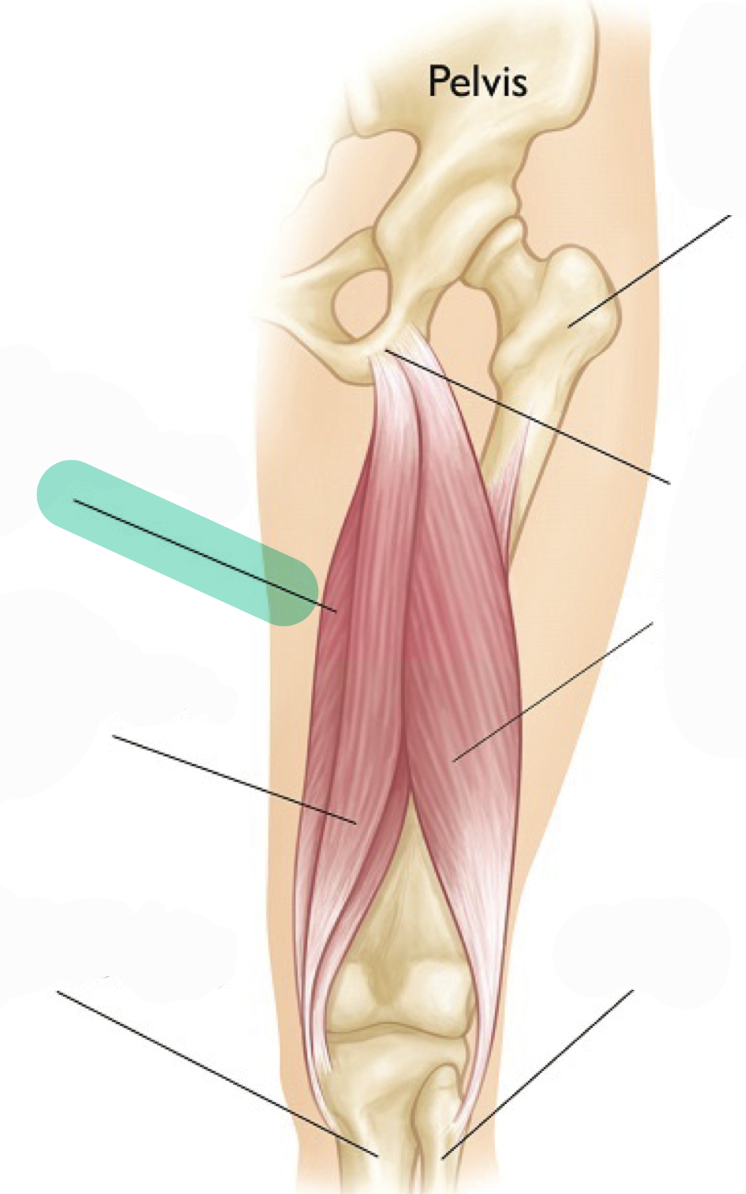 <p>Extends hip (femur); flexes knee</p>