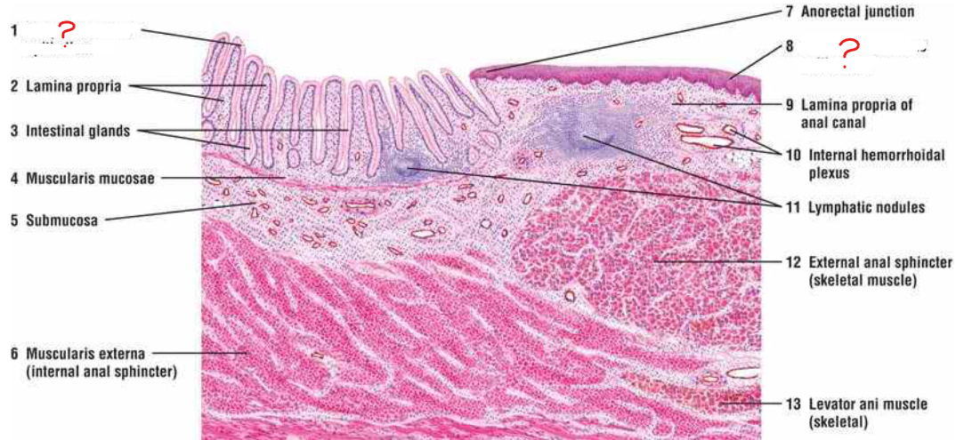 <p>what is the change of tissue from rectum to anus?</p>