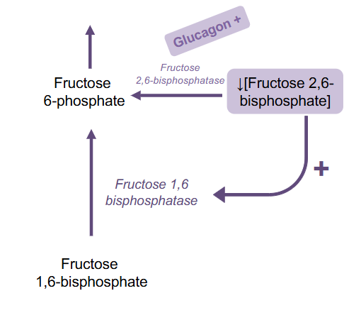 <p>Signal for Glucagon turning off F2,6BP</p>