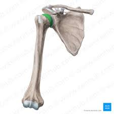 <p>name this bone or bone marking</p>