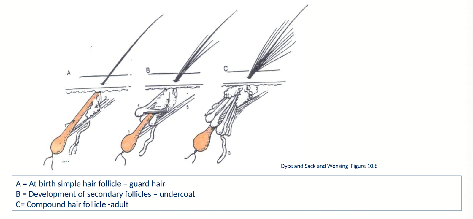 <ul><li><p>Compound hair follicles contain a primary, long hair with a deep root called a <strong>guard hair</strong> and several more shallowly rooted and short hairs known as the <strong>undercoat</strong></p></li></ul><p></p><p>At birth, there are only guard hairs</p><ul><li><p>In about 6 months there are development of secondary follicles giving rise to the undercoat, to allow for compound hair follicles as adults</p></li></ul><p></p>
