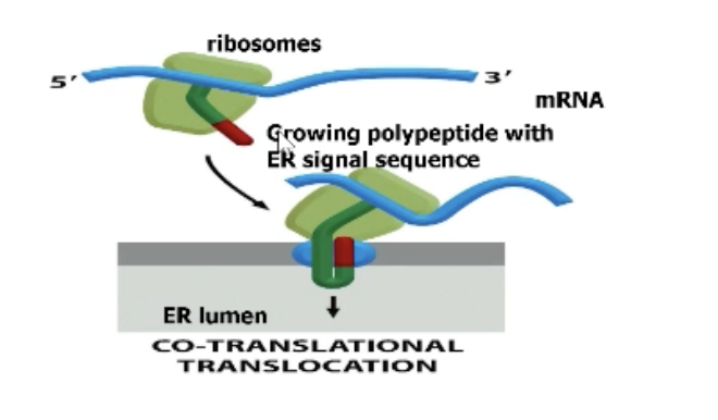 <p>Proteins imported into ER as they are being synthesized (don’t have to worry about unfolding)!</p>