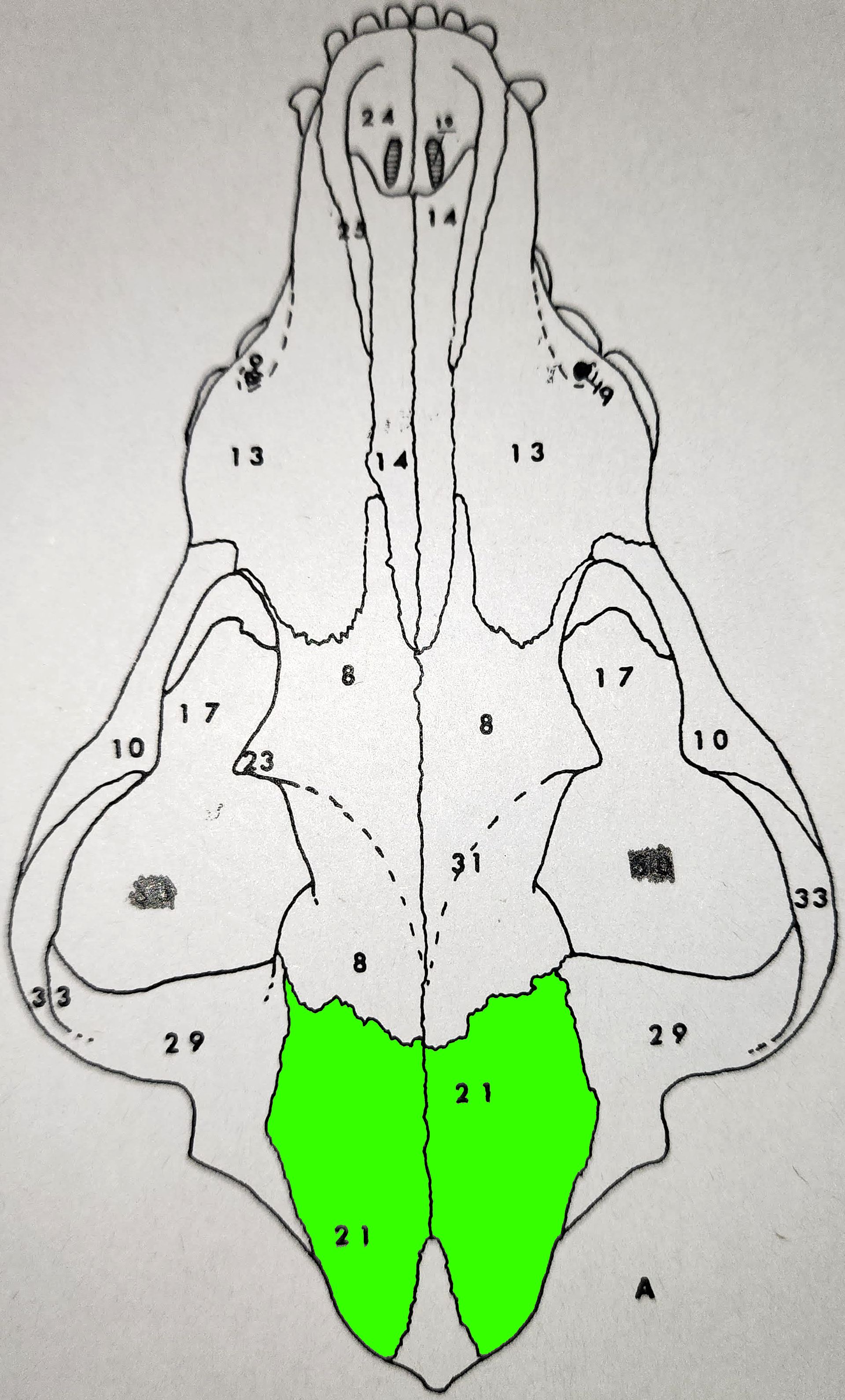 knowt flashcard image