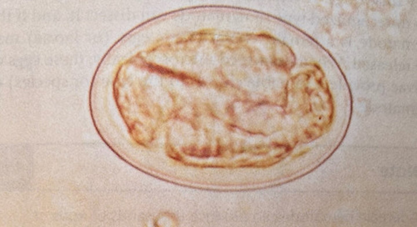 <p>What kind of egg is this</p>