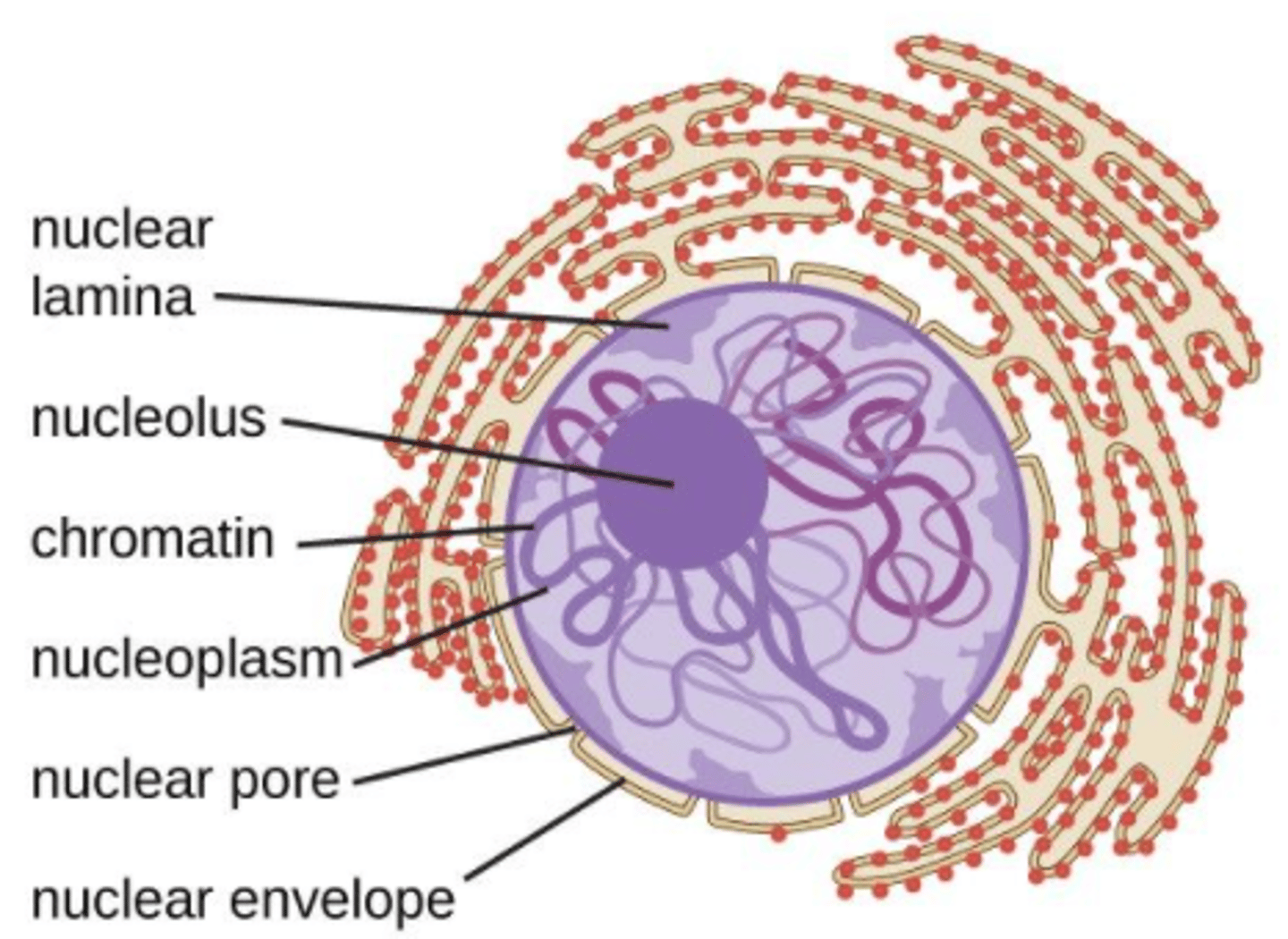 <p>nucleoplasm</p>