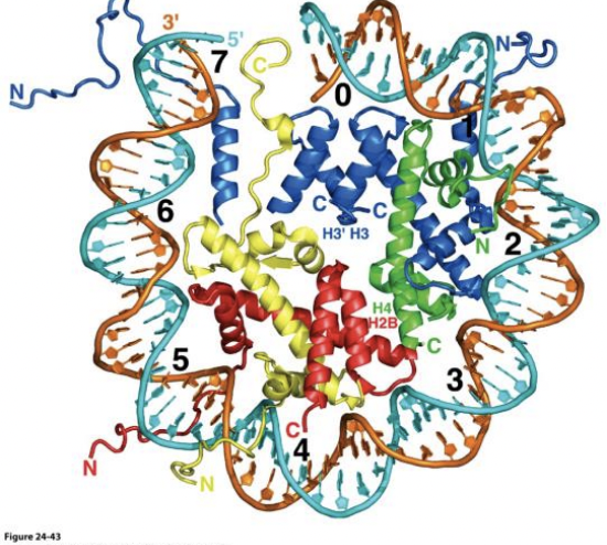 Nucleosomes 