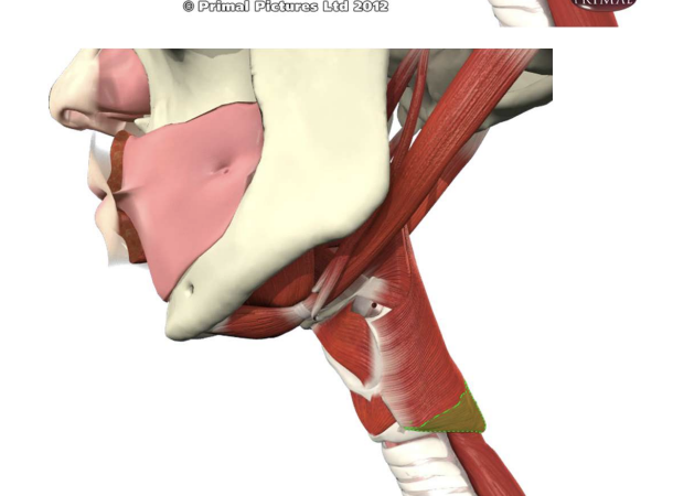 \
* Cricoid cartilage to median pharyngeal raphe
* Fibers more horizontal
* Cricopharyngeus muscle
* Upper esophageal sphincter - closes off the esophagus, closes tightly to stop stomach acid coming up the other way