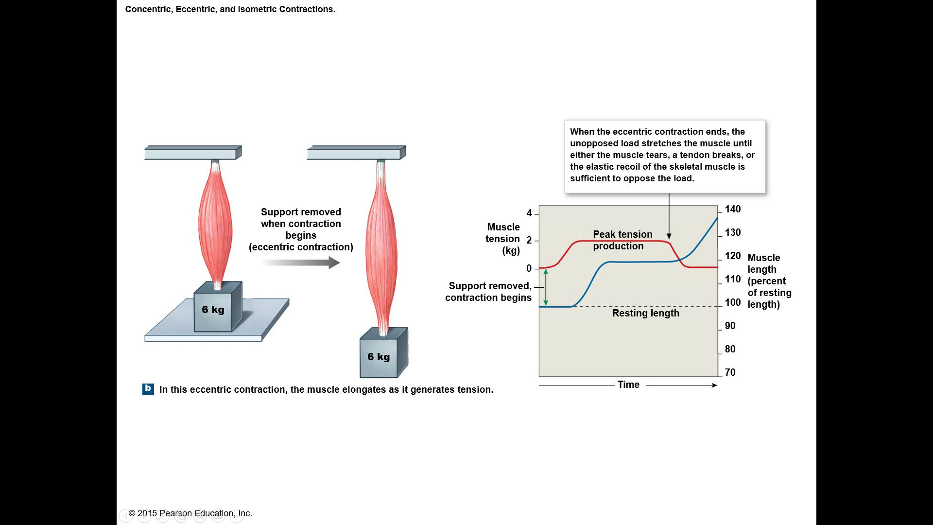 If muscle tension < load (resistance):
Muscle lengthens 